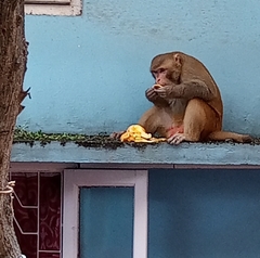 Macaca mulatta