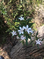 Philotheca myoporoides