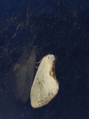 Cilix hispanica