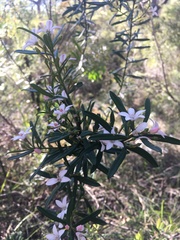 Philotheca myoporoides