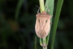 Chalcopis glandulosa