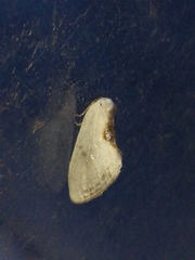 Cilix hispanica