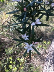 Philotheca myoporoides