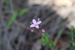 Boronia ovata
