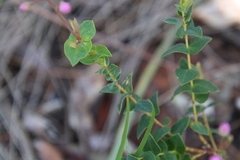 Boronia ovata