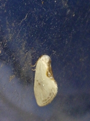 Cilix hispanica