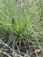 Dasypogonaceae