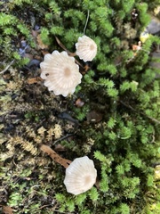 Laccaria masoniae