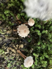 Laccaria masoniae