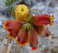 Hermannia ternifolia