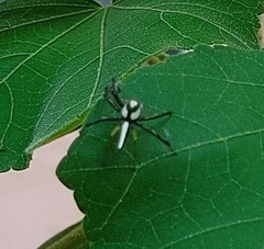 Telamonia dimidiata