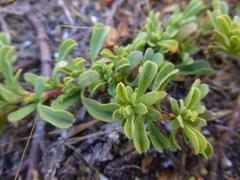 Hermannia ternifolia