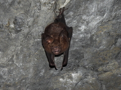 Hipposideros armiger terasensis