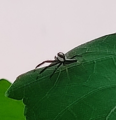 Telamonia dimidiata