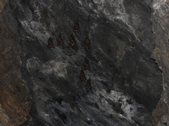 Hipposideros armiger terasensis