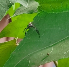 Telamonia dimidiata