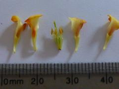 Hermannia ternifolia