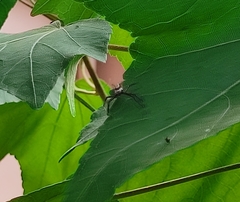 Telamonia dimidiata