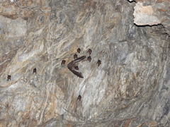 Hipposideros armiger terasensis