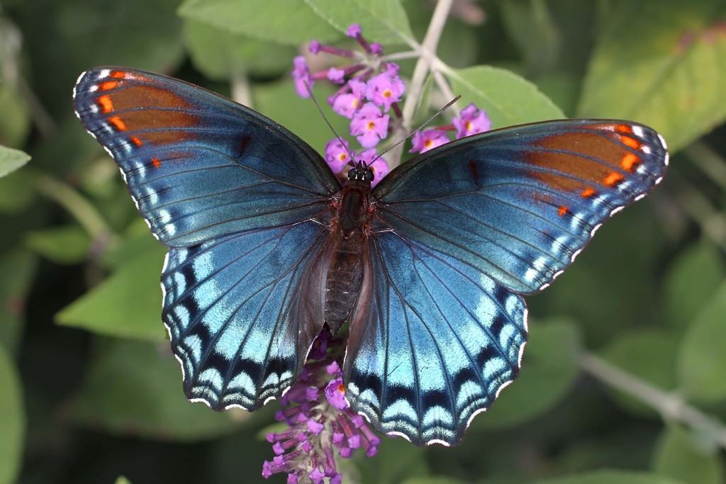 Red-spotted Admiral (Butterflies and Skippers of GSMNP) · iNaturalist