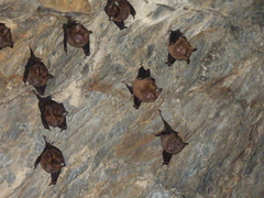 Hipposideros armiger terasensis