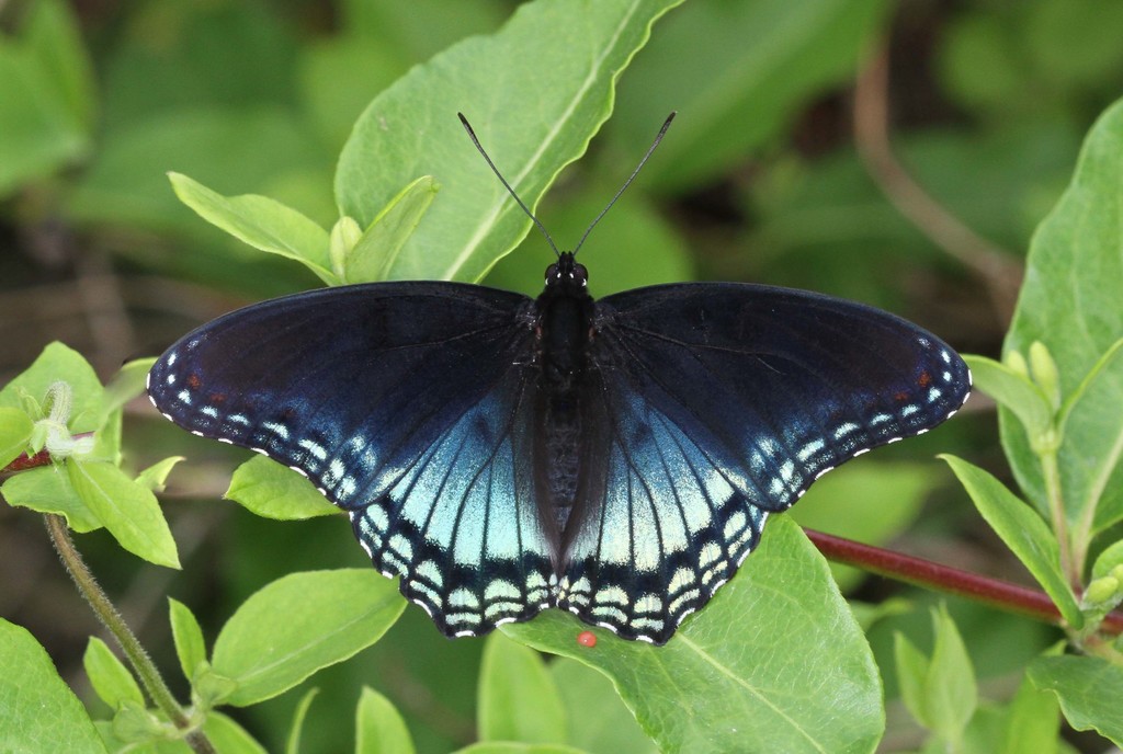 Red-spotted Admiral (Butterflies and Skippers of GSMNP) · iNaturalist