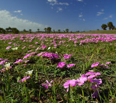 Oxalis imbricata violacea