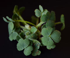 Oxalis imbricata violacea