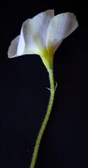 Oxalis imbricata violacea