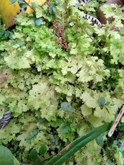 Trichocolea mollissima