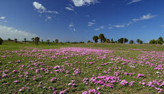 Oxalis imbricata violacea
