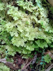 Trichocolea mollissima