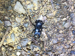 Aegus laevicollis formosae
