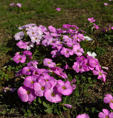 Oxalis imbricata violacea