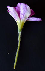 Oxalis imbricata violacea