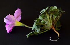 Oxalis imbricata violacea