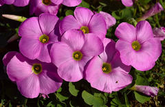 Oxalis imbricata violacea