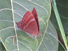 Abisara bifasciata suffusa