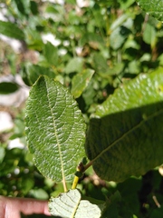 Salix appendiculata