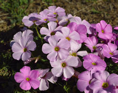 Oxalis imbricata violacea