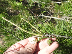 Pinus remota