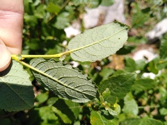 Salix appendiculata