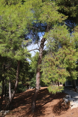 Pinus halepensis