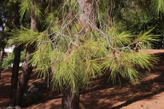 Pinus halepensis