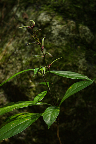 Pseuderanthemum image