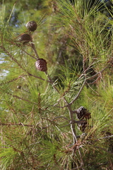 Pinus halepensis