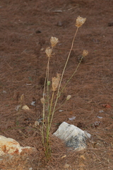 Daucus carota maximus
