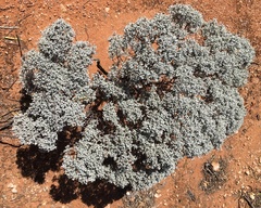 Cratystylis conocephala