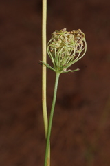 Daucus carota maximus