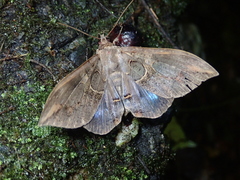 Ischyja ferrifracta